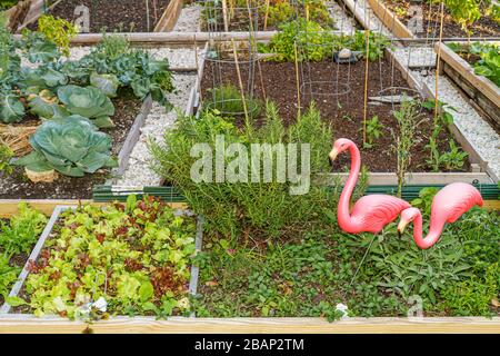 Miami Beach Florida,Victory Community Garden,parcelles,culture,plantes,jardinage,flamants roses en plastique,visiteurs Voyage tourisme terrain Banque D'Images