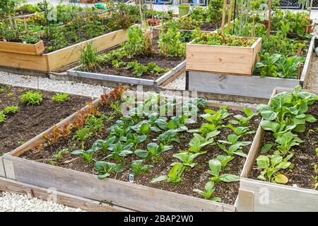 Miami Beach Florida,Victory Community Garden,parcelles,culture,plantes,jardinage,les visiteurs Voyage tourisme touristique repère culture Banque D'Images