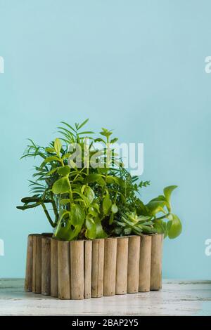 Une boîte en bois avec des plantes maison est sur une table en bois Banque D'Images