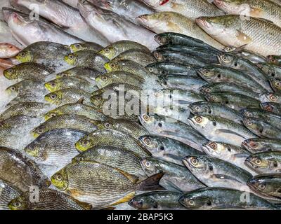 Assortiment de poissons congelés sur glace au comptoir de fruits de mer au supermarché Banque D'Images
