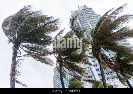 Miami Beach Florida,palmiers,vent,souffle dans le vent,tempête tropicale,ouragan,vents forts,continuum,haute élévation,condominiums,FL111014061 Banque D'Images