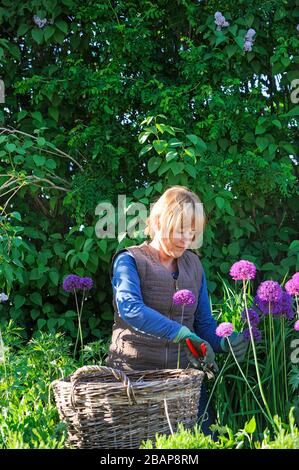 Une femme travaillant dans un jardin avec un sécateur avec un panier devant Banque D'Images