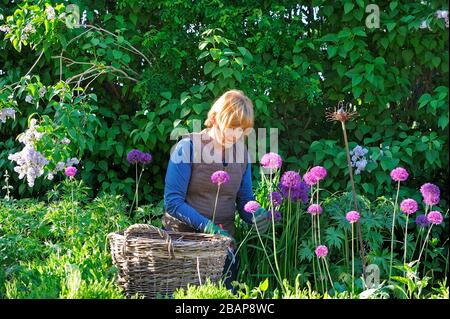 Une femme travaillant avec un sécateur dans le jardin avec un panier devant Banque D'Images