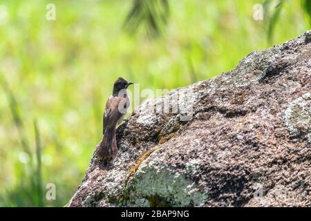 Le bulbul commun des oiseaux (Pycnonotus barbatus) fait partie de la famille des oiseaux de la mandarine. Wondo Genet, Ethiopie Afrique safari faune Banque D'Images