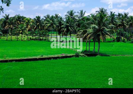 Agriculture biologique en Inde, champs de Paddy au kerala. Banque D'Images