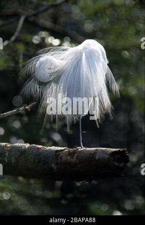 egretta Intermedia, Temple Meiji, Tokyo, Japon Banque D'Images