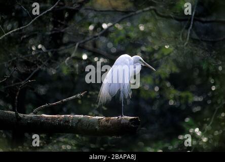 egretta Intermedia, Temple Meiji, Tokyo, Japon Banque D'Images