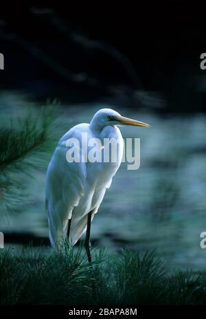 egretta Intermedia, Temple Meiji, Tokyo, Japon Banque D'Images