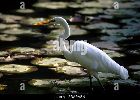 egretta Intermedia, Temple Meiji, Tokyo, Japon Banque D'Images