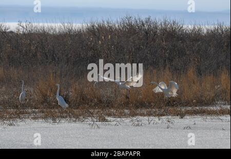 Fuhai, la région autonome ouygur du Xinjiang en Chine. 28 mars 2020. On voit des oiseaux au lac Ulunggur, dans le comté de Fuhai, dans la région autonome du Xinjiang Uygur, au nord-ouest de la Chine, le 28 mars 2020. Crédit: Zhao GE/Xinhua/Alay Live News Banque D'Images