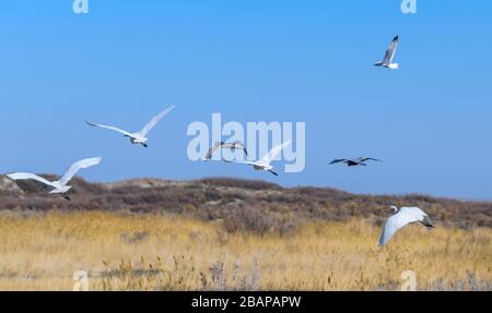 Fuhai, la région autonome ouygur du Xinjiang en Chine. 28 mars 2020. Les oiseaux survolent le lac Ulunggur dans le comté de Fuhai, dans le nord-ouest de la région autonome du Xinjiang Uygur, le 28 mars 2020. Crédit: Zhao GE/Xinhua/Alay Live News Banque D'Images