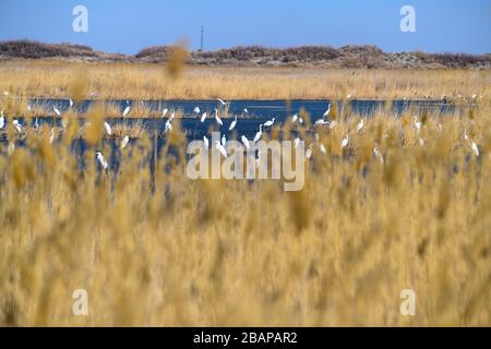 Fuhai, la région autonome ouygur du Xinjiang en Chine. 28 mars 2020. On voit des oiseaux au lac Ulunggur, dans le comté de Fuhai, dans la région autonome du Xinjiang Uygur, au nord-ouest de la Chine, le 28 mars 2020. Crédit: Zhao GE/Xinhua/Alay Live News Banque D'Images