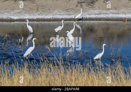 Fuhai, la région autonome ouygur du Xinjiang en Chine. 28 mars 2020. On voit des oiseaux au lac Ulunggur, dans le comté de Fuhai, dans la région autonome du Xinjiang Uygur, au nord-ouest de la Chine, le 28 mars 2020. Crédit: Zhao GE/Xinhua/Alay Live News Banque D'Images