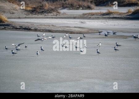 Fuhai, la région autonome ouygur du Xinjiang en Chine. 28 mars 2020. Les oiseaux survolent le lac Ulunggur dans le comté de Fuhai, dans le nord-ouest de la région autonome du Xinjiang Uygur, le 28 mars 2020. Crédit: Zhao GE/Xinhua/Alay Live News Banque D'Images