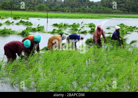 Pokkali Rice Agriculture biologique au Kerala, Inde.Pokkali est une variété de riz unique tolérante à la solution saline. Banque D'Images