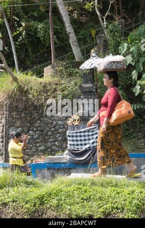 Femme vêtue de prière jaune vif dans un petit temple en pierre dans un champ de riz tôt le matin, alors que la femme marche devant porter un panier de fleur blanche Banque D'Images