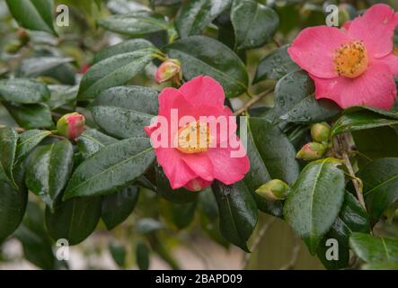 Arbuste Camellia rose hybride à fleurs printanières (Camellia 'Jimmy Smart') dans un jardin boisé du Devon rural, Angleterre, Royaume-Uni Banque D'Images