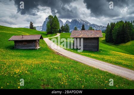 Des fleurs de pissenlit jaune sur les champs verts et des loges en bois dans la station balnéaire d'Alpe di Siusi, Dolomites, Italie, Europe Banque D'Images