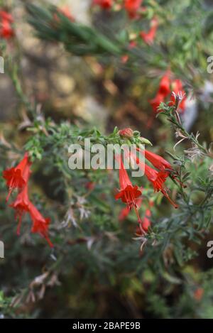 Trompette Hummingbird, Epilobium Canum, Onagraceae. Alors que tout le reste a l'air ruché et gurnt à la fin de l'été ce arbuste est pitutement son St Banque D'Images