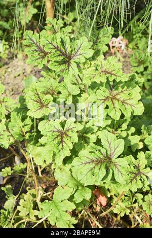 Géraniums de feuilles de chêne, pélargonium quercifolium, Geraniaceae. Une médecine populaire commune, les perfusions sont dites pour aider le traitement du fheumistisme, de l'hypertension et Banque D'Images