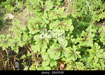 Géraniums de feuilles de chêne, pélargonium quercifolium, Geraniaceae. Une médecine populaire commune, les perfusions sont dites pour aider le traitement du fheumistisme, de l'hypertension et Banque D'Images