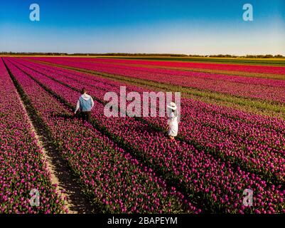 Terrain de tulipe hollandais, couple en champ de fleur, femme avec robe et chapeau d'été dans champ de tulipes Pays-Bas, heureuse jeune femme dans champ de fleur rose