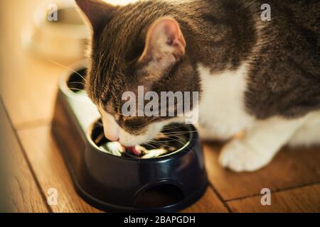 Un chat de maison gris mignon se trouve sur le plancher en bois et des boissons d'un bol bleu d'eau, illuminé par une lumière. Banque D'Images