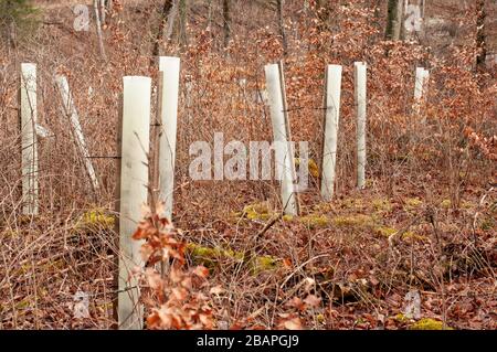 plantules d'arbres de hêtre protégées par des tubes en plastique contre les dommages de morsure dans la forêt de feuillus Banque D'Images