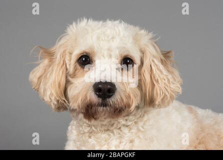 Cavapoo Dog 2,5 ans, Royaume-Uni. Banque D'Images
