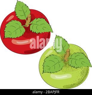 Pommes vectorielles isolées. Pommes entières. Fruits rouges verts dessinés à la main Illustration de Vecteur