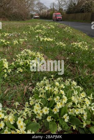 Bord de route avec Primroses, Primula vulgaris, et d'autres fleurs printanières, aux côtés d'Ashley Wood à Tarrant Keyneston, Dorset. Banque D'Images