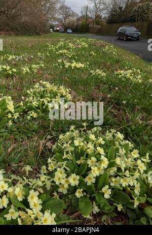 Bord de route avec Primroses, Primula vulgaris, et d'autres fleurs printanières, aux côtés d'Ashley Wood à Tarrant Keyneston, Dorset. Banque D'Images