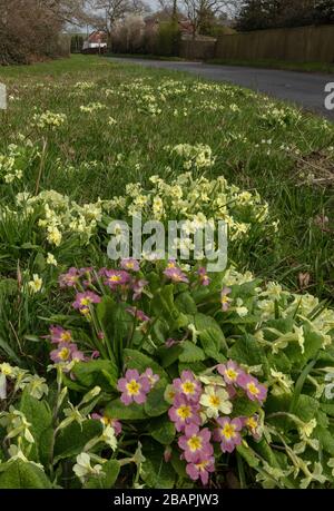 En bordure de route avec Primroses, Primula vulgaris, (y compris les formes roses), aux côtés d'Ashley Wood à Tarrant Keyneston, Dorset. Banque D'Images