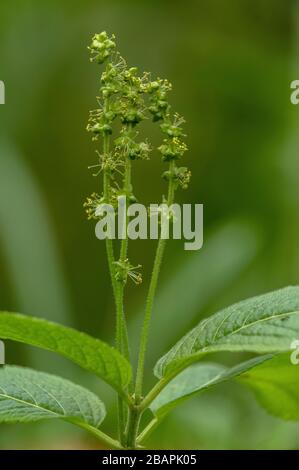 Fleurs mâles de mercure de chien, Mercurialis perennis, dans les bois au printemps. Banque D'Images