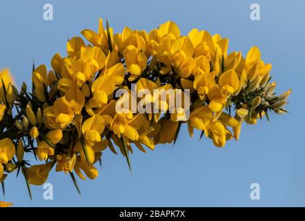 Gorse commune, Ulex europaeus, en fleur au début du printemps, Dorset. Banque D'Images