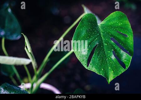 Feuilles de monstère après la pluie avec gouttes d'eau, closeup. Fond sombre. Banque D'Images