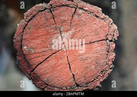 Le tronc d'un abricot est scié et peint avec de la vieille peinture rouge. Banque D'Images