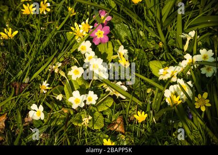 Les Primroses sauvages poussent sur une rive herbeuse. Banque D'Images