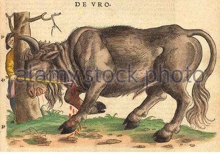 Aurochs (Bos primigenius), illustration ancienne publiée en 1551. L'Aurochs est une espèce de gros bovins sauvages qui habitait l'Asie, l'Europe et l'Afrique du Nord qui s'est éteinte au début du XVIIe siècle. Conrad Gessner. Banque D'Images