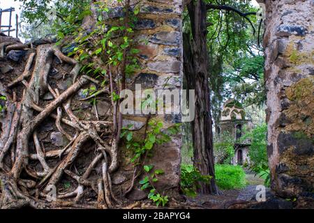 Enchevêtrement de racines dans le tronc massif Fasil Ides baignoire, royaume extérieure. Gondar, Éthiopie Banque D'Images