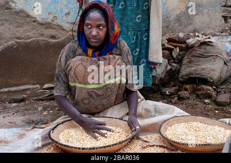 Adwa village ou Adua Tigray Region, Ethiopie. Certaines femmes criaient à travers les céréales dans le village d'Atwa. Teff, la céréale d'Ethiopie. La teff i Banque D'Images