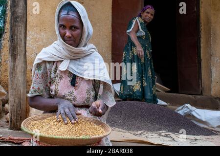 Adwa village ou Adua Tigray Region, Ethiopie. Certaines femmes criaient à travers les céréales dans le village d'Atwa. Teff, la céréale d'Ethiopie. La teff i Banque D'Images