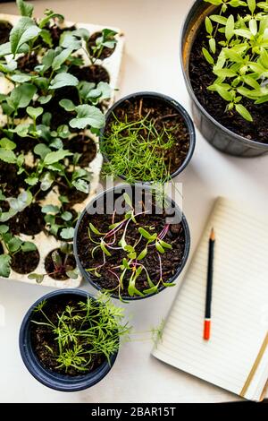 Jeunes plants de légumes frais sur une table Banque D'Images