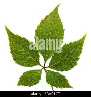 Feuille verte de raisins amies (lat. Parthenocissus quinquefolia), isolé sur fond blanc Banque D'Images