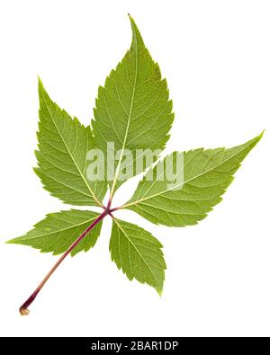 Feuille verte de raisins amies (lat. Parthenocissus quinquefolia), isolé sur fond blanc Banque D'Images