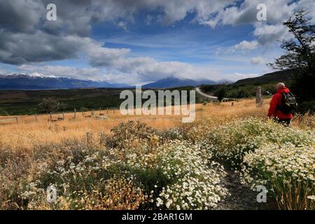 Prairie de fleurs sauvages dans le parc national de Torres de Paine, Patagonia Steppe, Patagonia, Chili, Amérique du Sud Banque D'Images