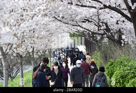 Séoul, Corée du Sud. 29 mars 2020. Les personnes portant des masques de visage marchent sous les cerisiers à Daegu, Corée du Sud, 29 mars 2020. La Corée du Sud a signalé 105 autres cas de COVID-19, contre 24 heures auparavant à minuit, dimanche, heure locale, ce qui porte le nombre total d'infections à 9 583. Crédit: Xinhua/Alay Live News Banque D'Images