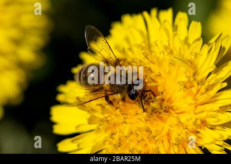 Abeille de miel occidental (APIS mellifera) sur une fleur de pissenlit (Taraxacum officinale) Banque D'Images