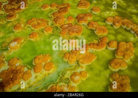 Formations de soufre dans la dépression de Danakil, nord de l'Éthiopie. Banque D'Images