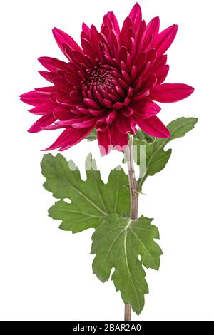 Fleur de chrysanthème rouge foncé, isolée sur fond blanc Banque D'Images